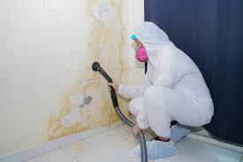 Best Basement Mold Removal  in Baileys Crossroads, VA